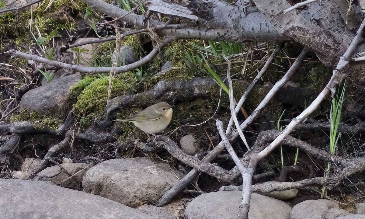 Common Yellowthroat - ML619711594