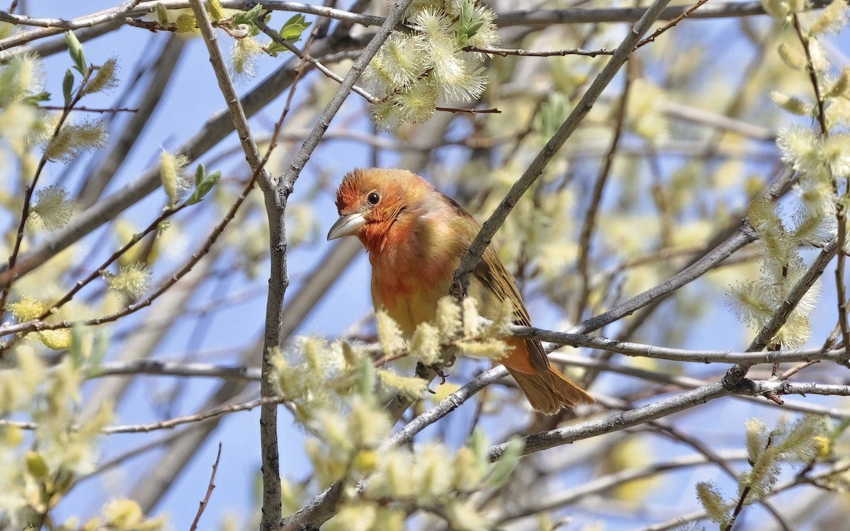 Summer Tanager - ML619711617