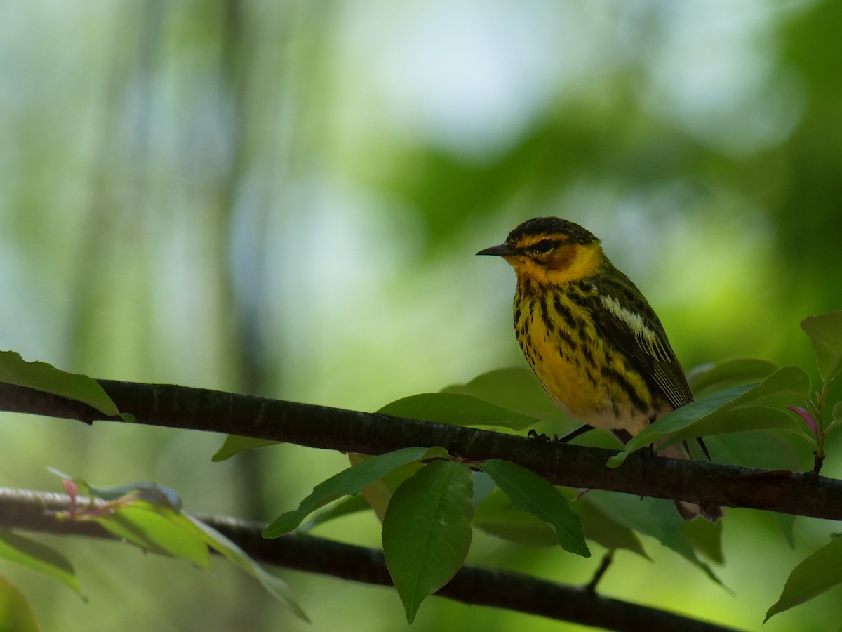 Cape May Warbler - ML619711656