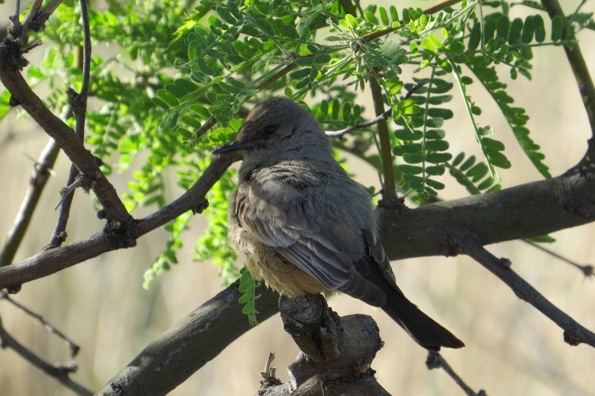 Vermilion Flycatcher - ML619711666