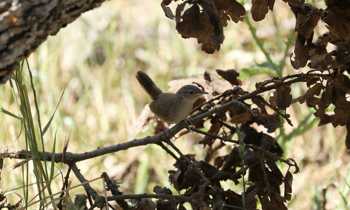 House Wren - ML619711684