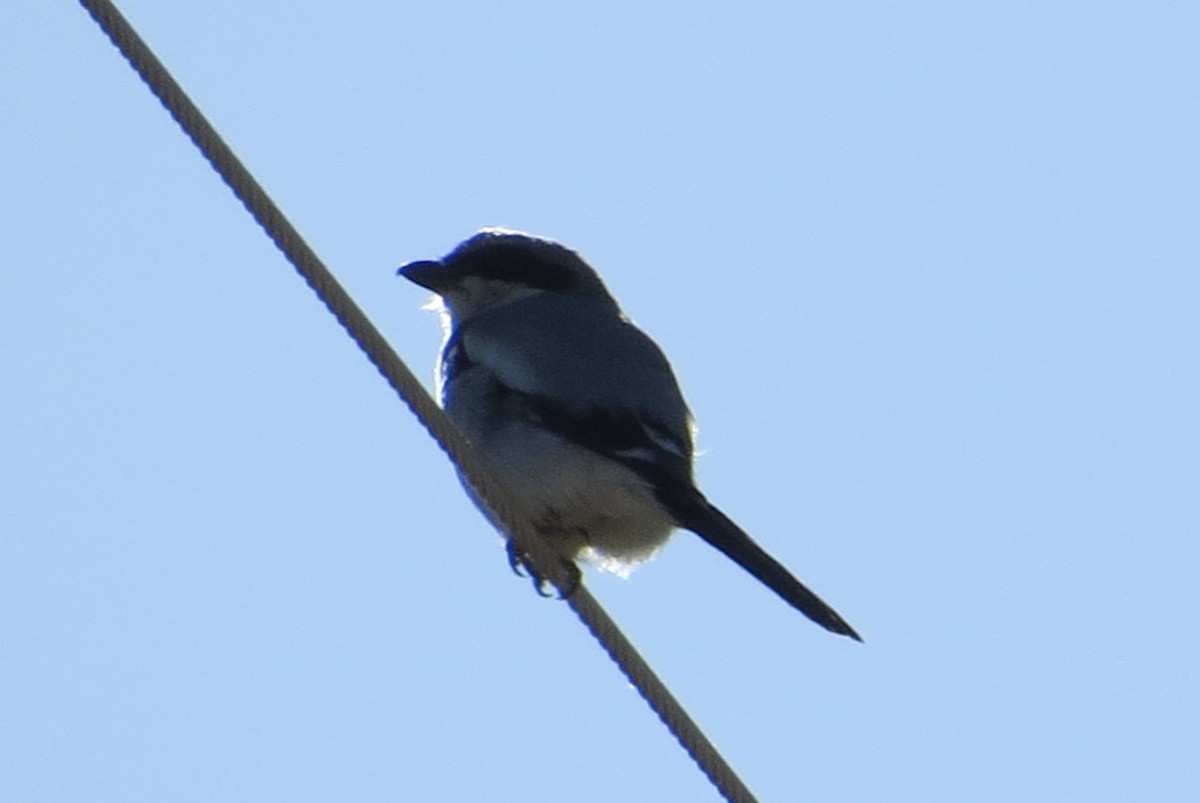 Loggerhead Shrike - ML619711698