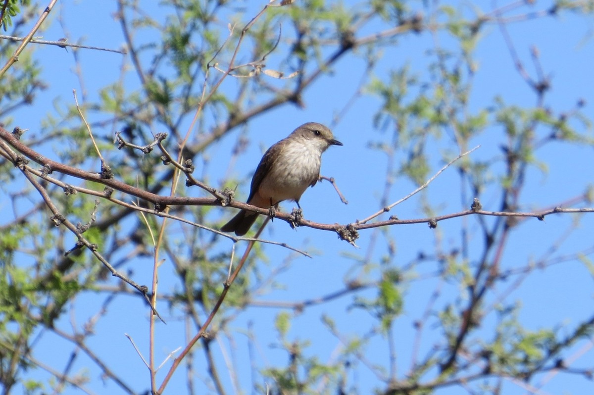 mesquiteparula - ML619711711