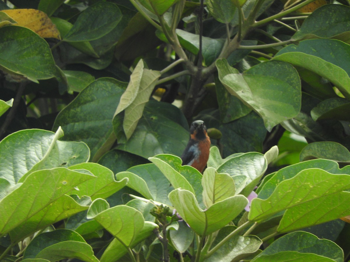 Black-throated Flowerpiercer - ML619711735