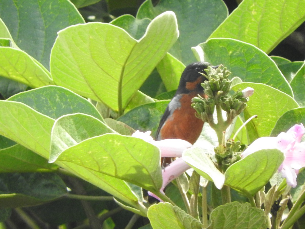 svartstrupeblomsterborer - ML619711744