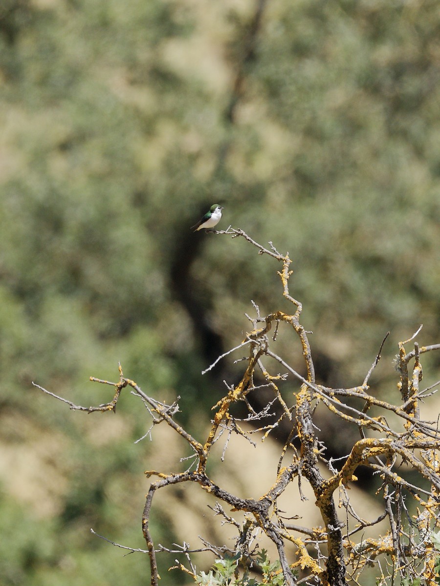 Violet-green Swallow - ML619711753