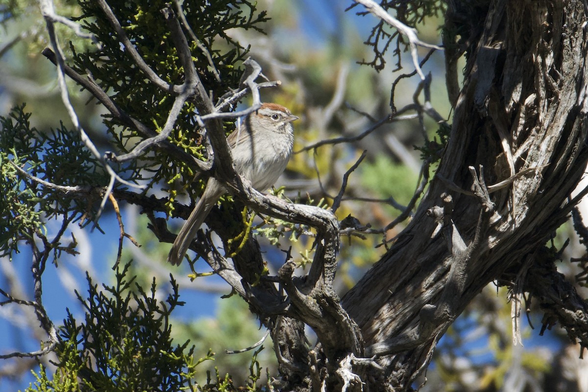 Rufous-crowned Sparrow - ML619711762