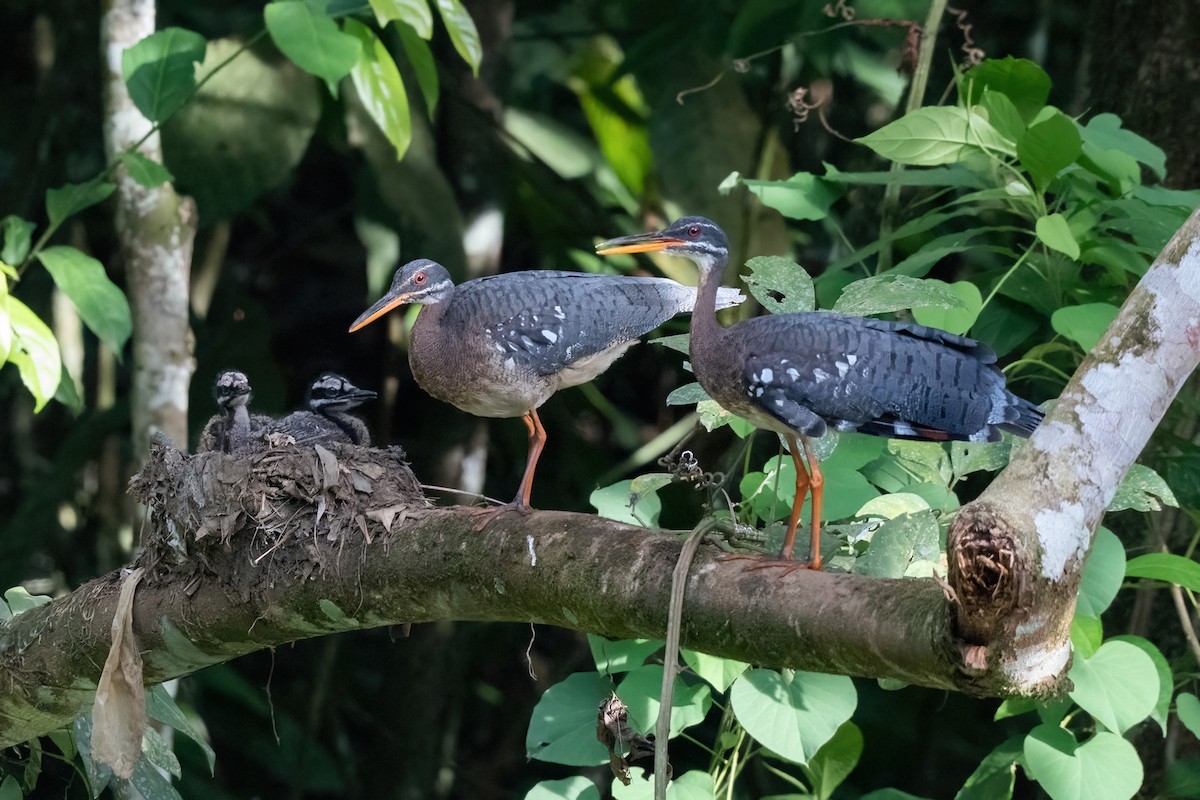 Sunbittern - ML619711769