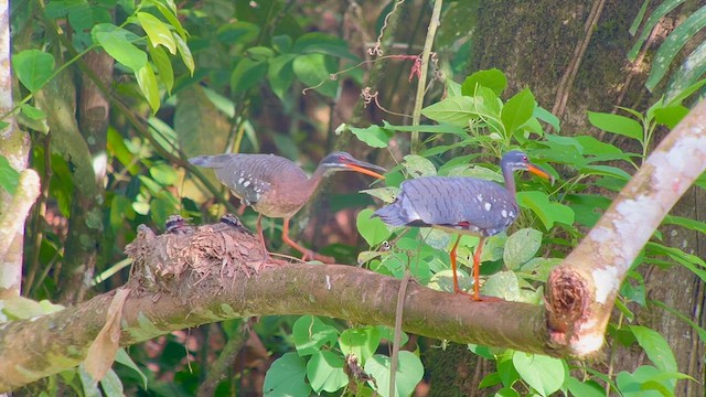 Sunbittern - ML619711770