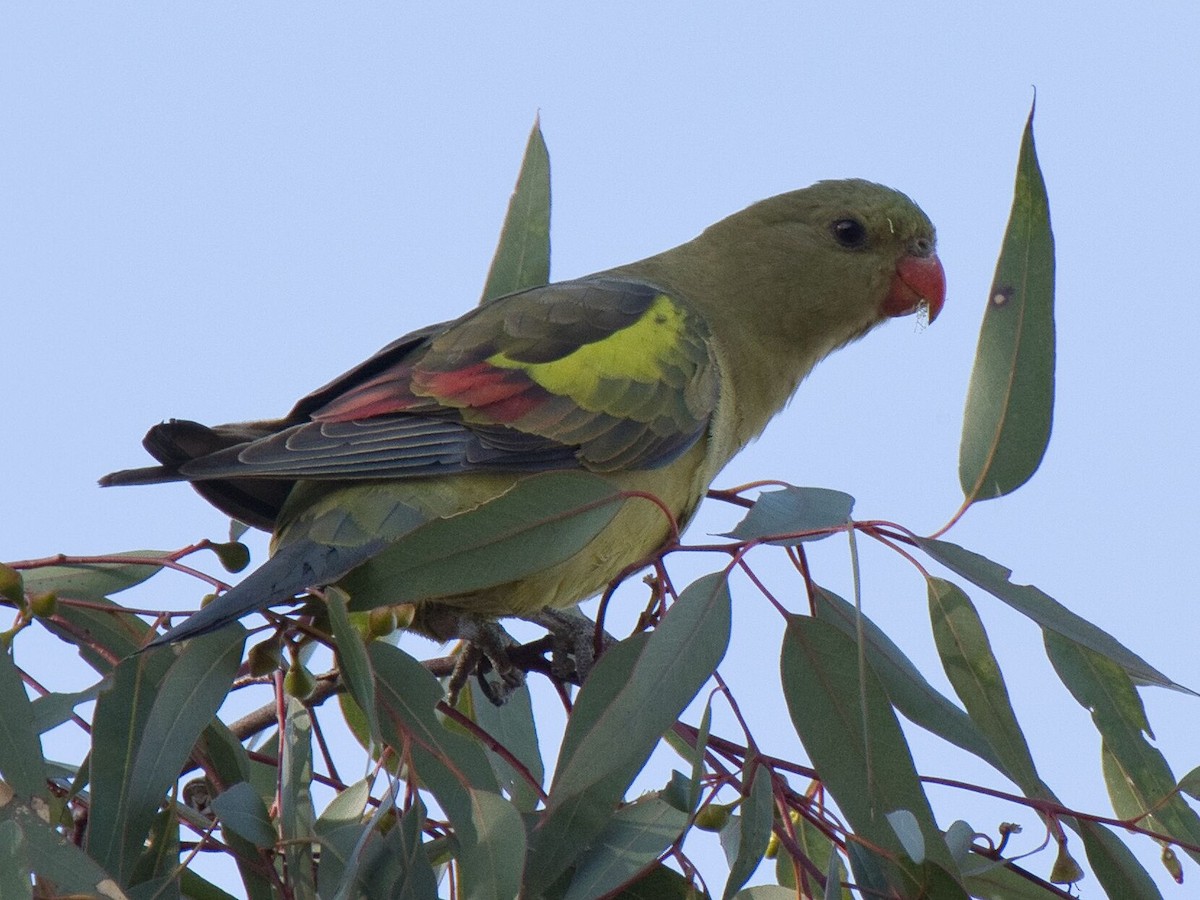 Regent Parrot - ML619711778