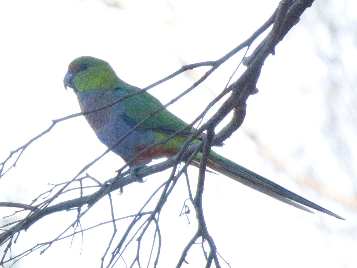 Red-capped Parrot - ML619711791