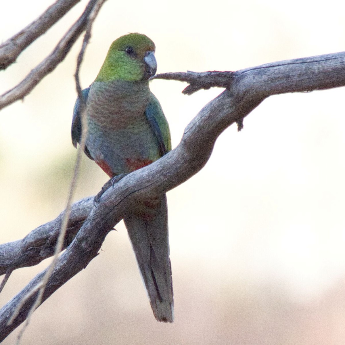 Red-capped Parrot - ML619711801