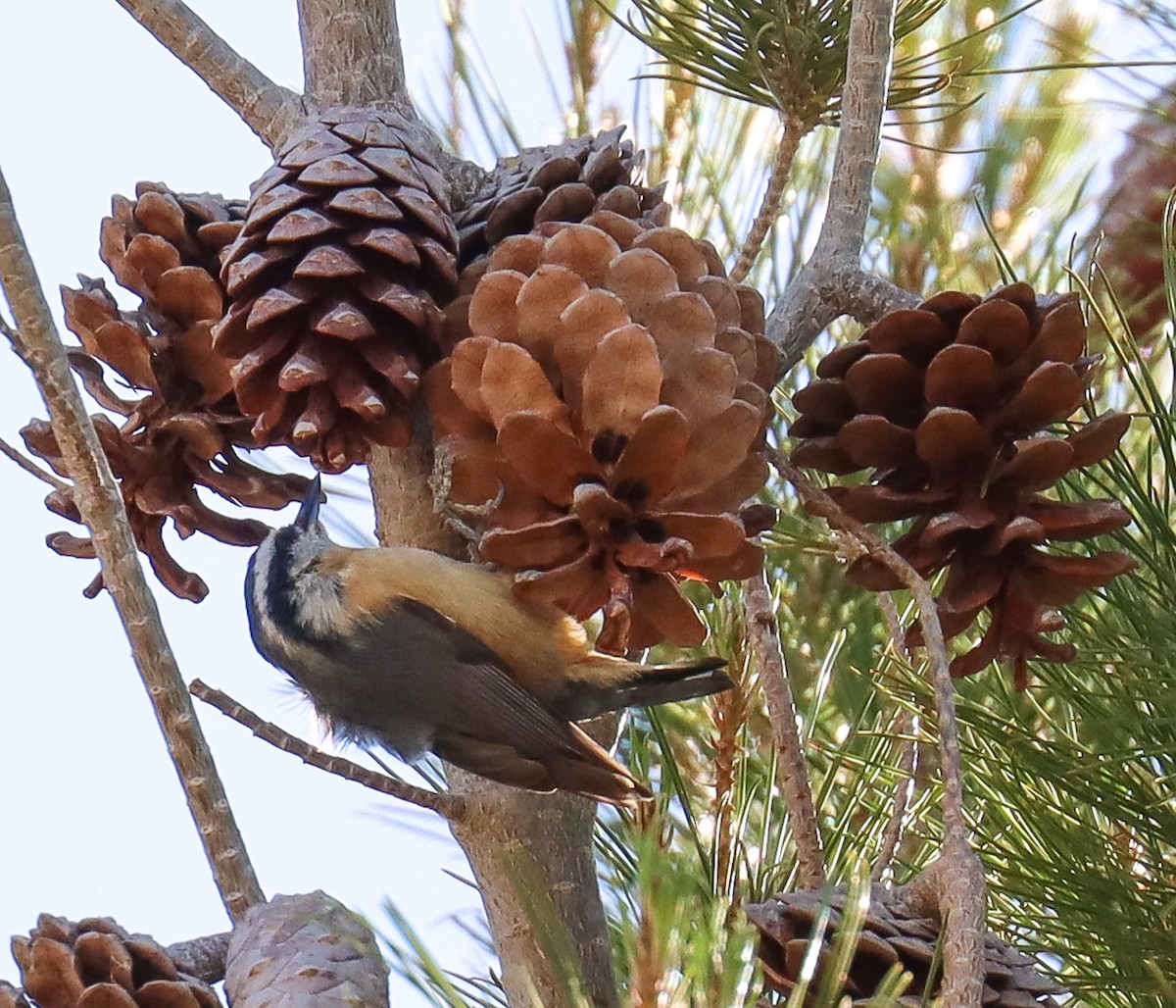 Red-breasted Nuthatch - ML619711802