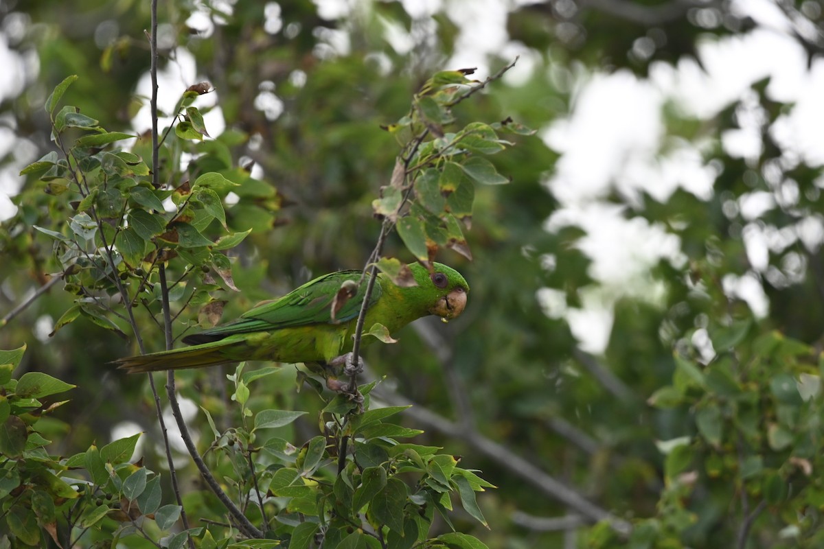 Meksika Yeşil Papağanı - ML619711806