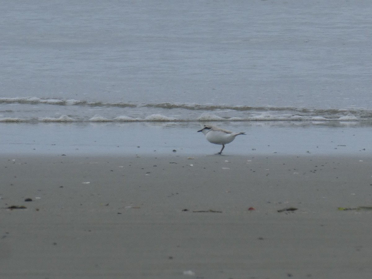 Snowy Plover - ML619711846