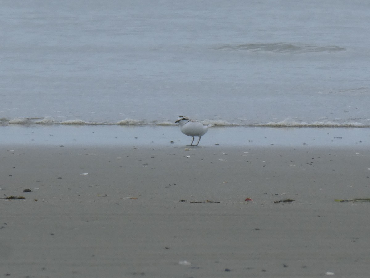 Snowy Plover - ML619711847