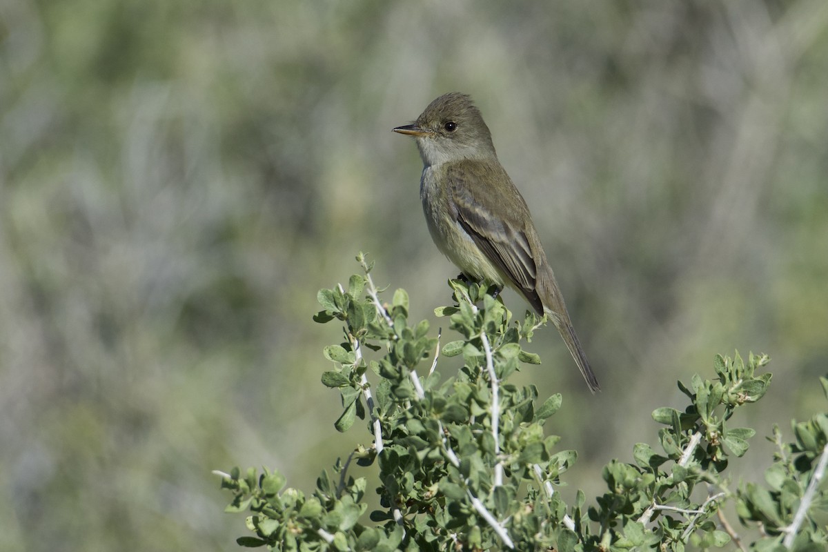 Willow Flycatcher - ML619711856