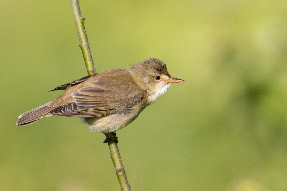 Marsh Warbler - ML619711857