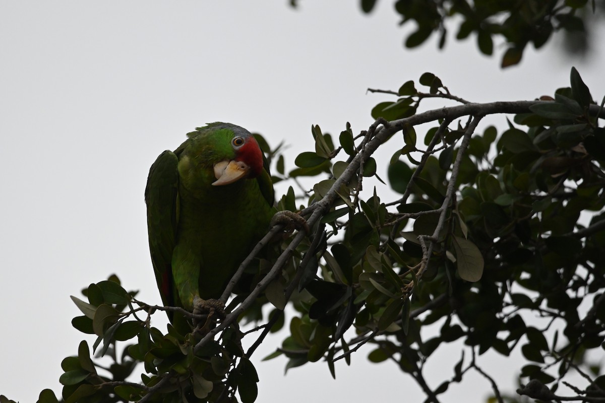 Red-crowned Parrot - ML619711861