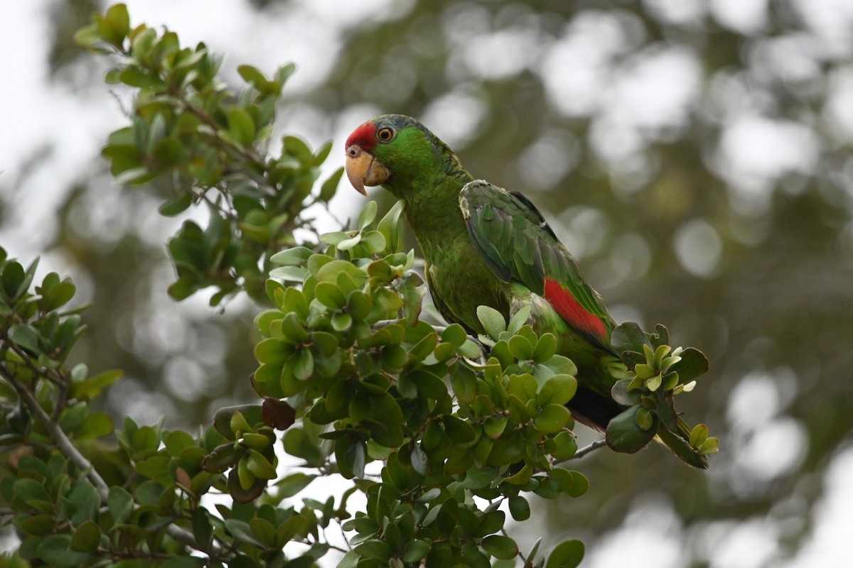 Red-crowned Parrot - ML619711863