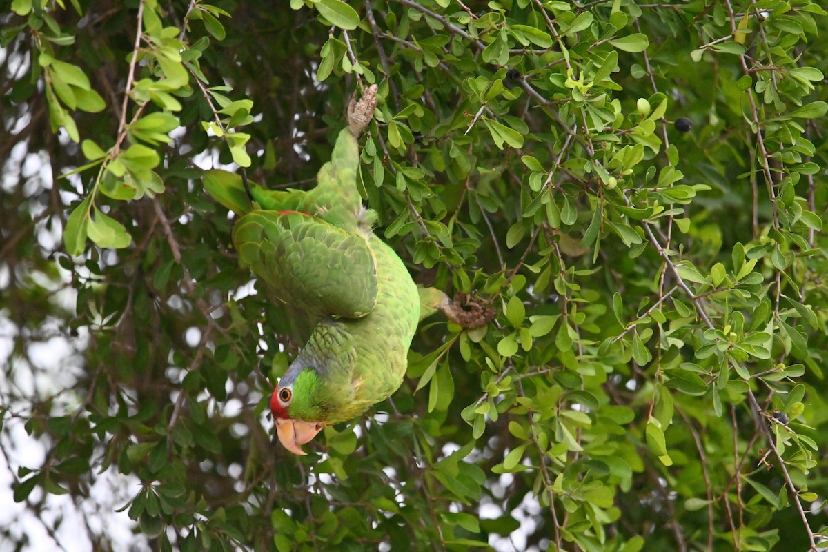 Red-crowned Parrot - ML619711864