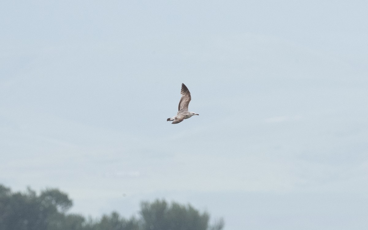 Caspian Gull - ML619711875