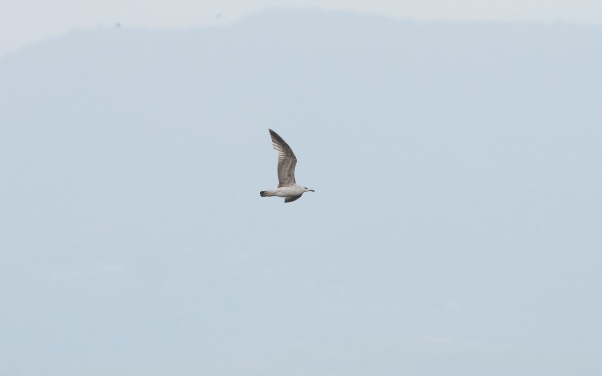 Caspian Gull - ML619711876