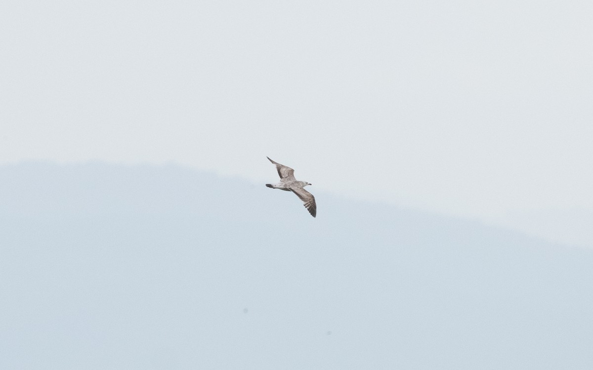 Caspian Gull - ML619711877
