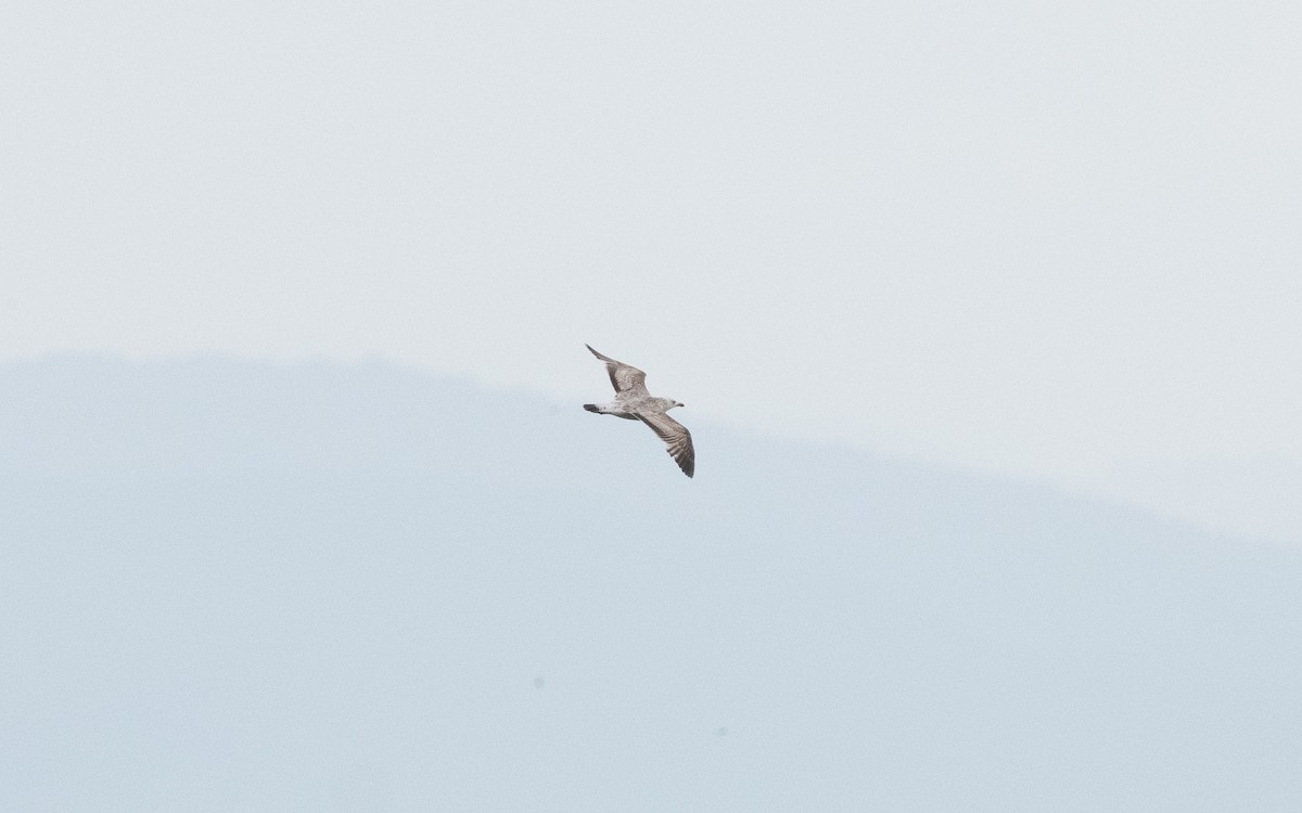 Caspian Gull - ML619711877