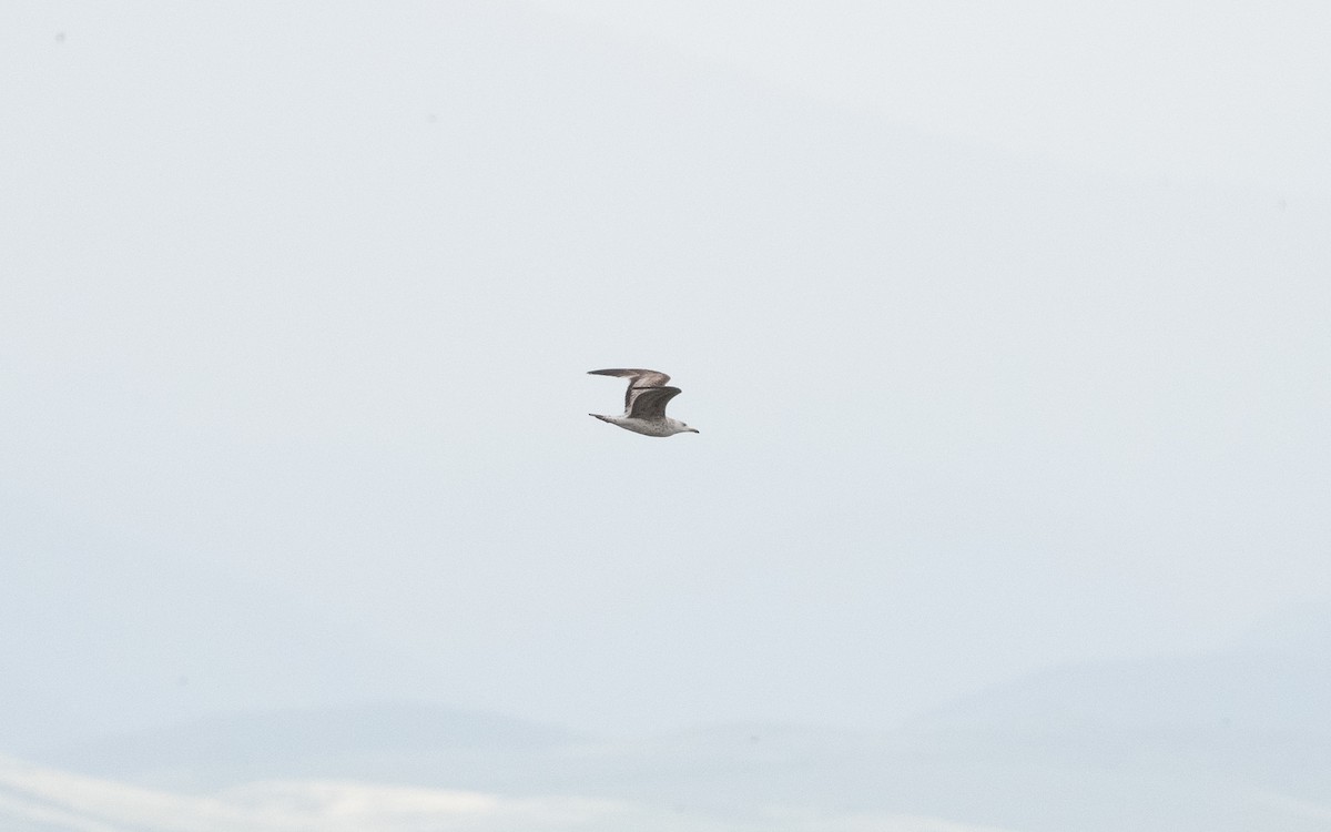 Caspian Gull - ML619711878