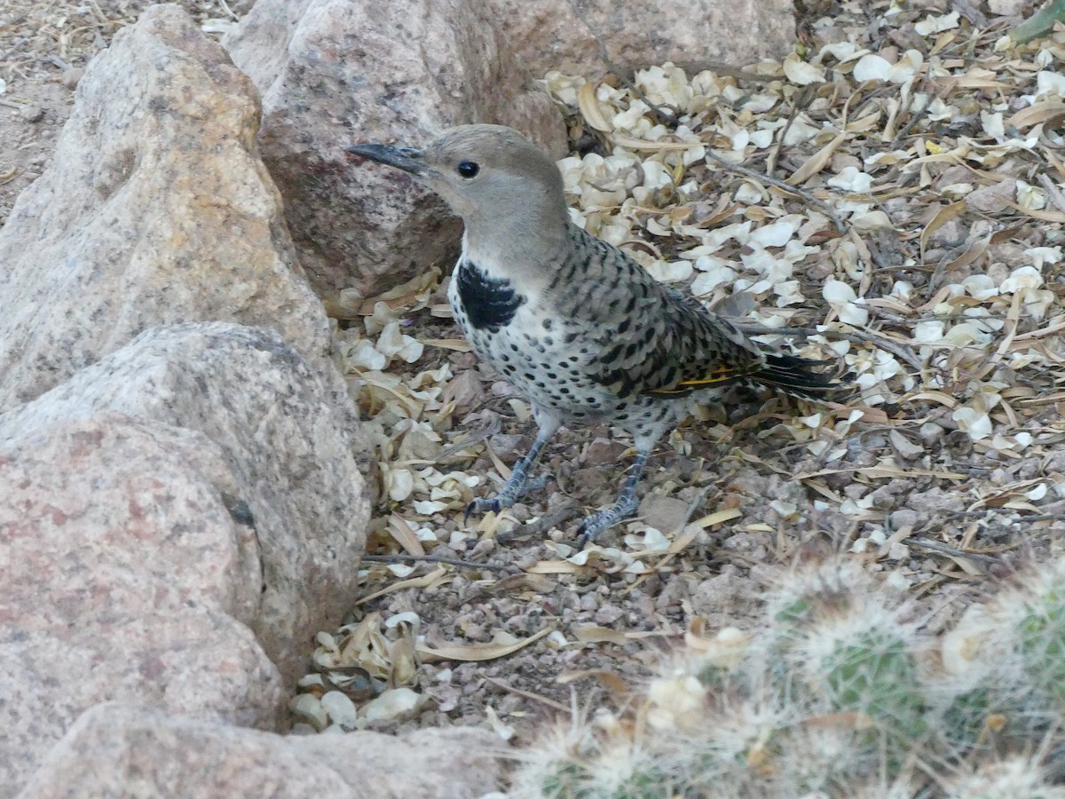 Gilded Flicker - ML619711904