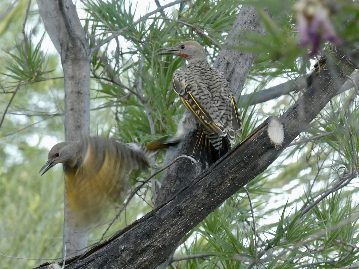 Gilded Flicker - ML619711907