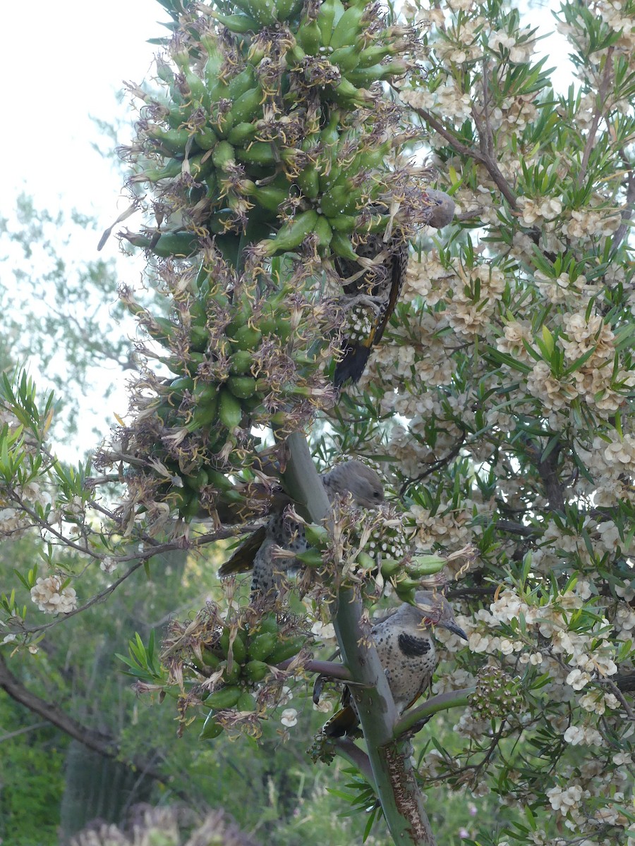 Gilded Flicker - ML619711910