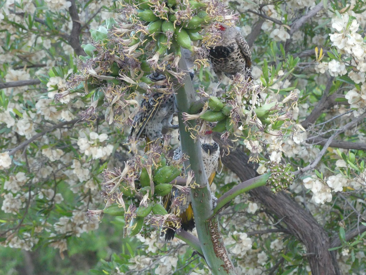 Gilded Flicker - ML619711912