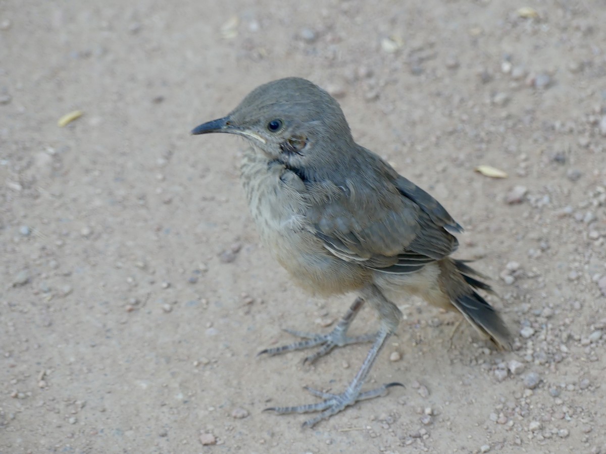 Curve-billed Thrasher - ML619711928