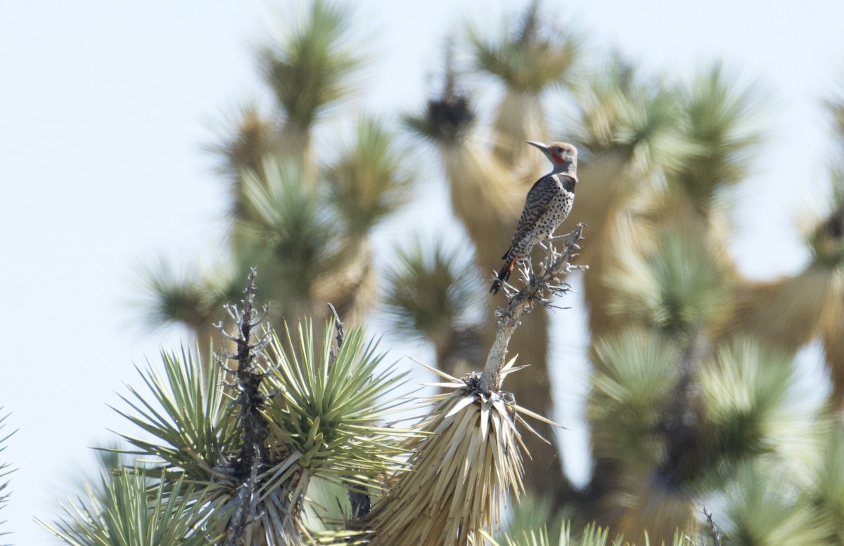 Northern Flicker (Red-shafted) - ML619711934