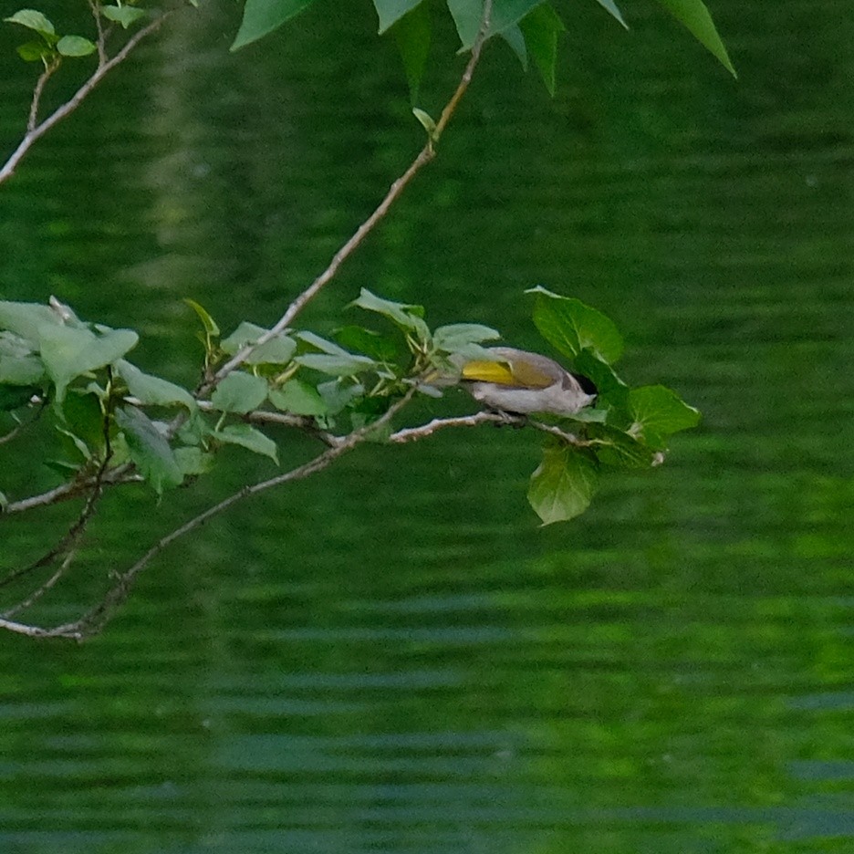 Bulbul de Taiwán - ML619711938