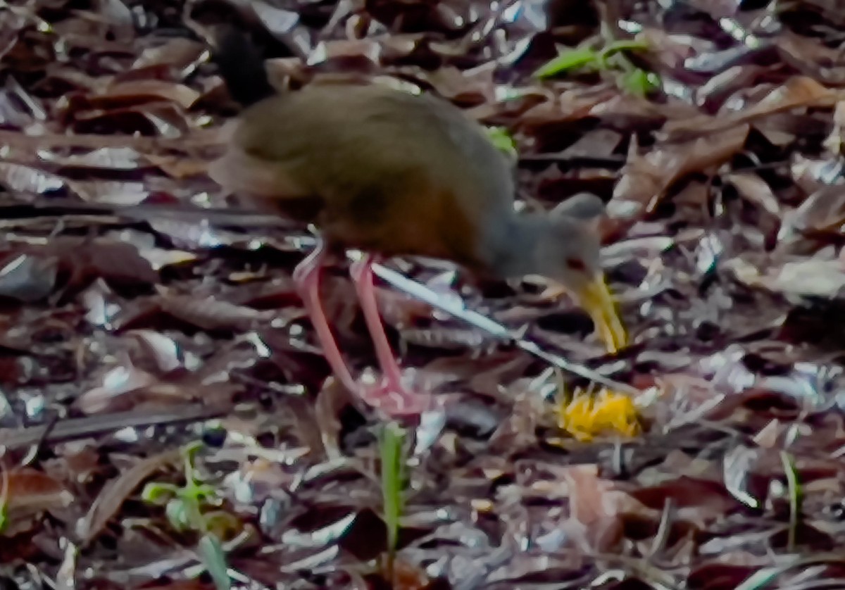 Gray-cowled Wood-Rail - ML619711940