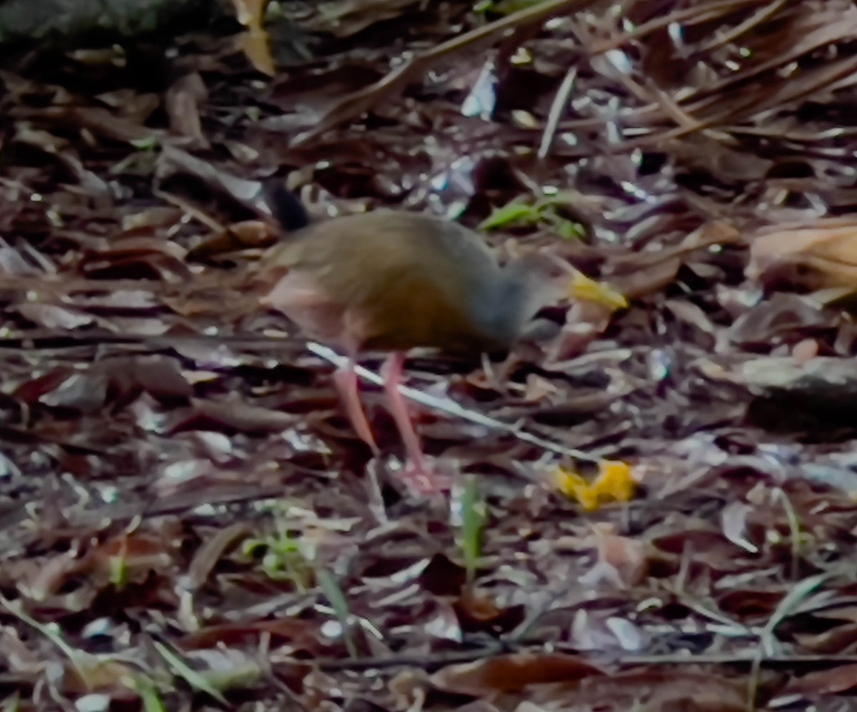 Gray-cowled Wood-Rail - ML619711942