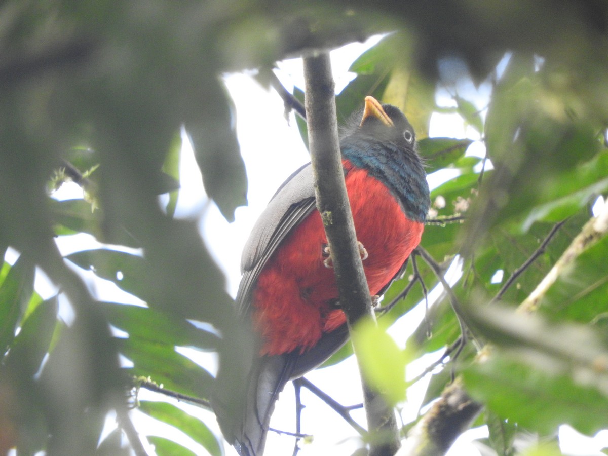 Lacivert Kuyruklu Trogon - ML619711981