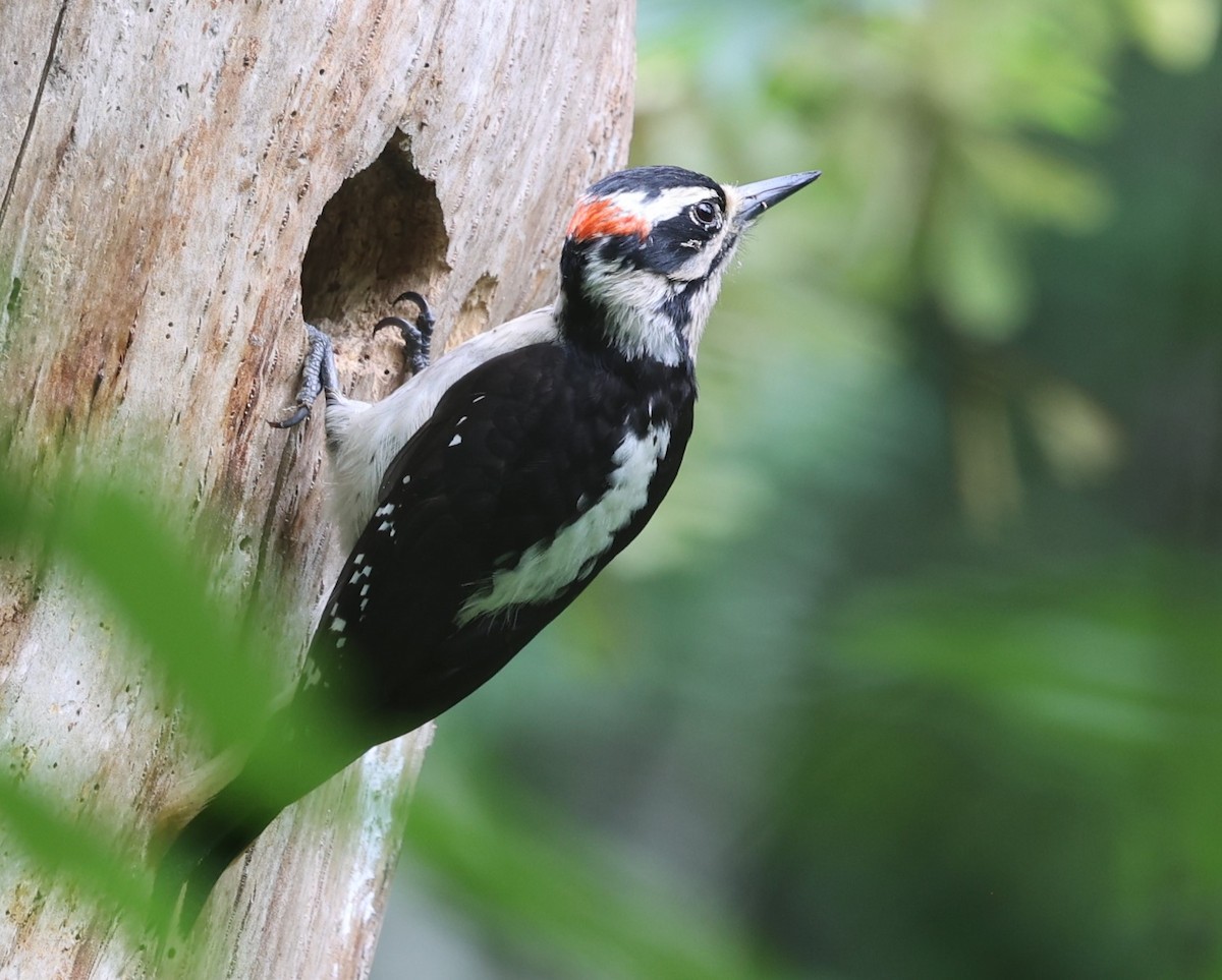 Hairy Woodpecker - ML619712012