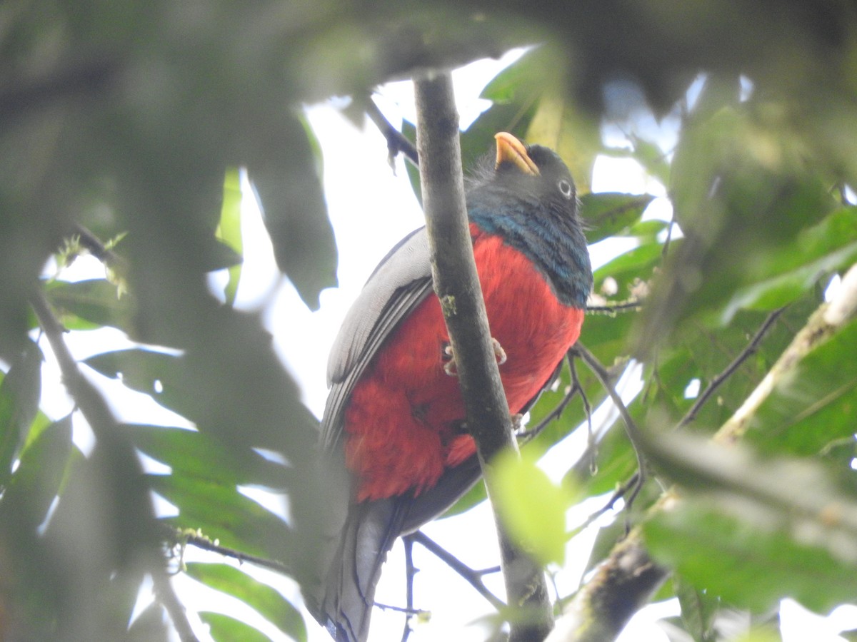 Trogon aux yeux blancs - ML619712020