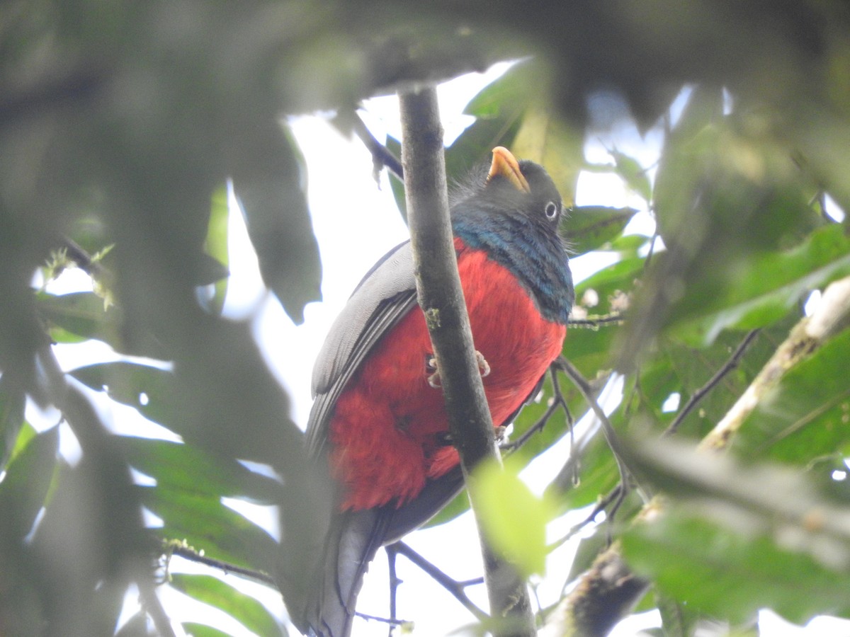 Lacivert Kuyruklu Trogon - ML619712021