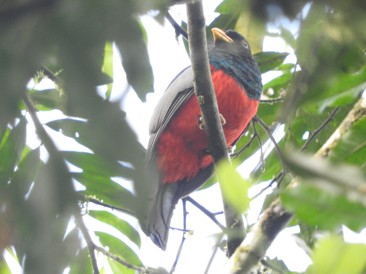 Blue-tailed Trogon - ML619712022