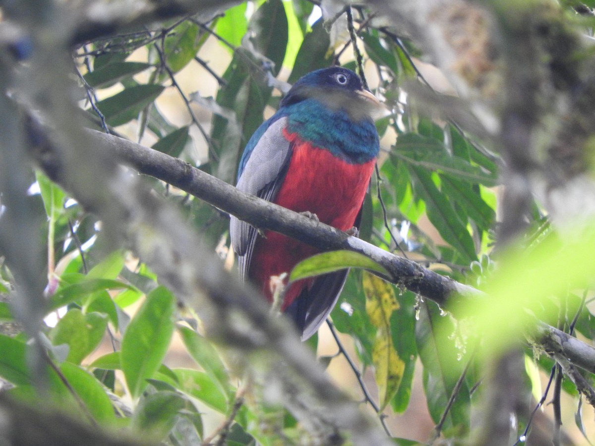 Blue-tailed Trogon - ML619712048