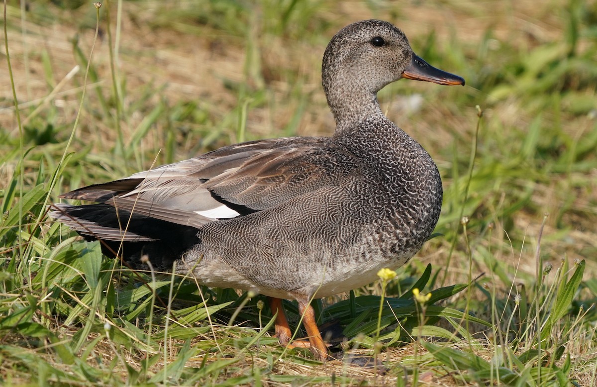 Gadwall - ML619712073