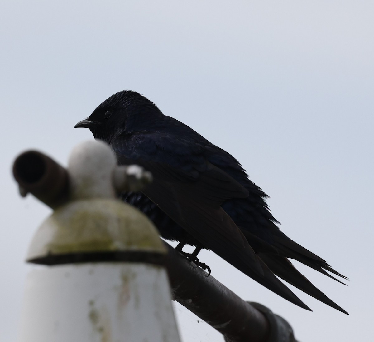 Purple Martin - ML619712083