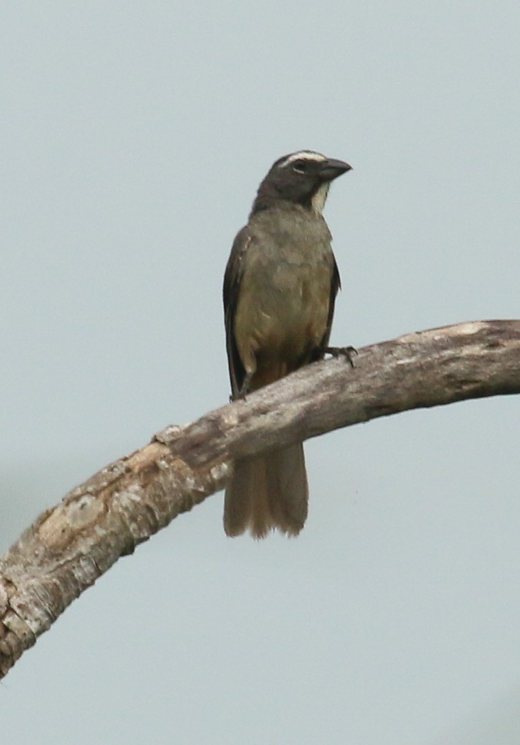 Cinnamon-bellied Saltator - ML619712124