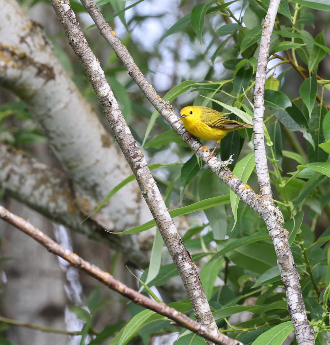 Yellow Warbler - ML619712129