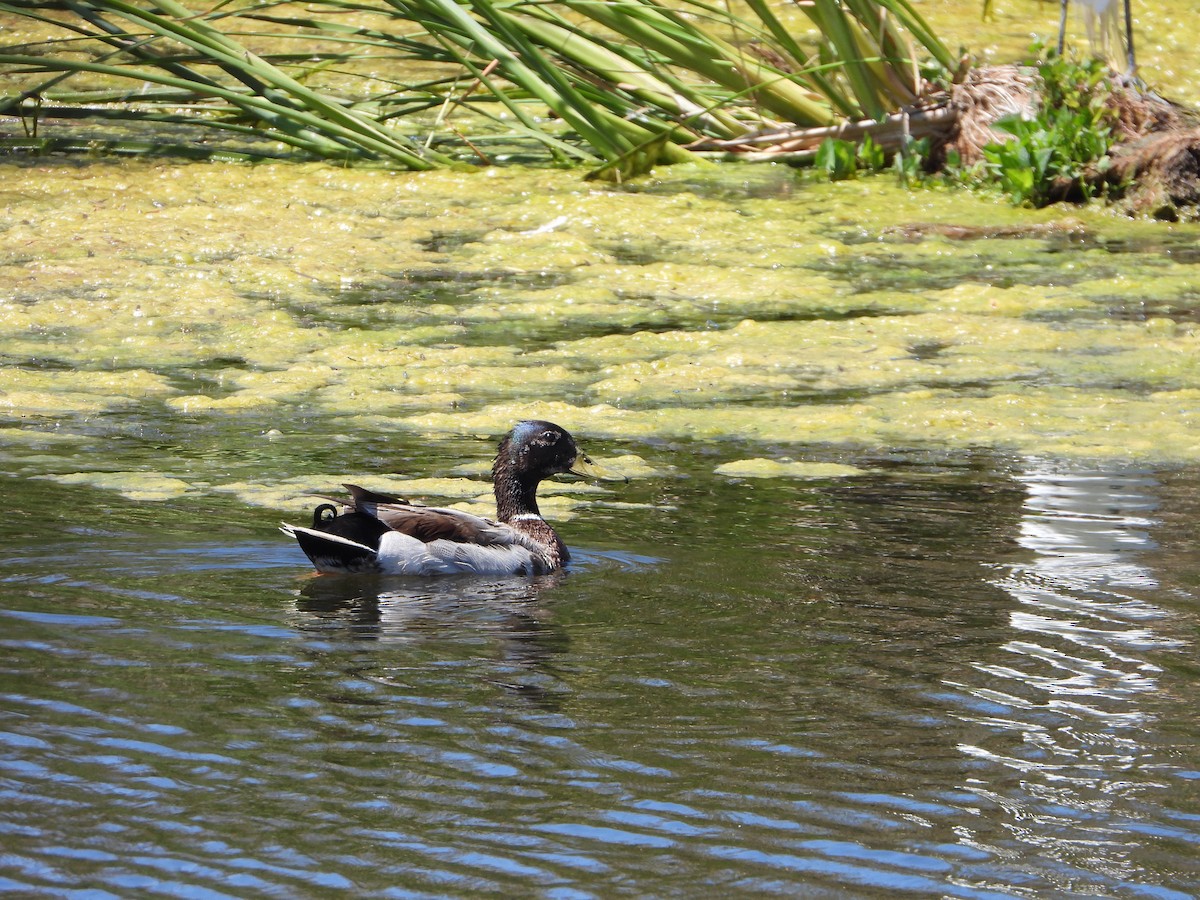 Canard colvert - ML619712130